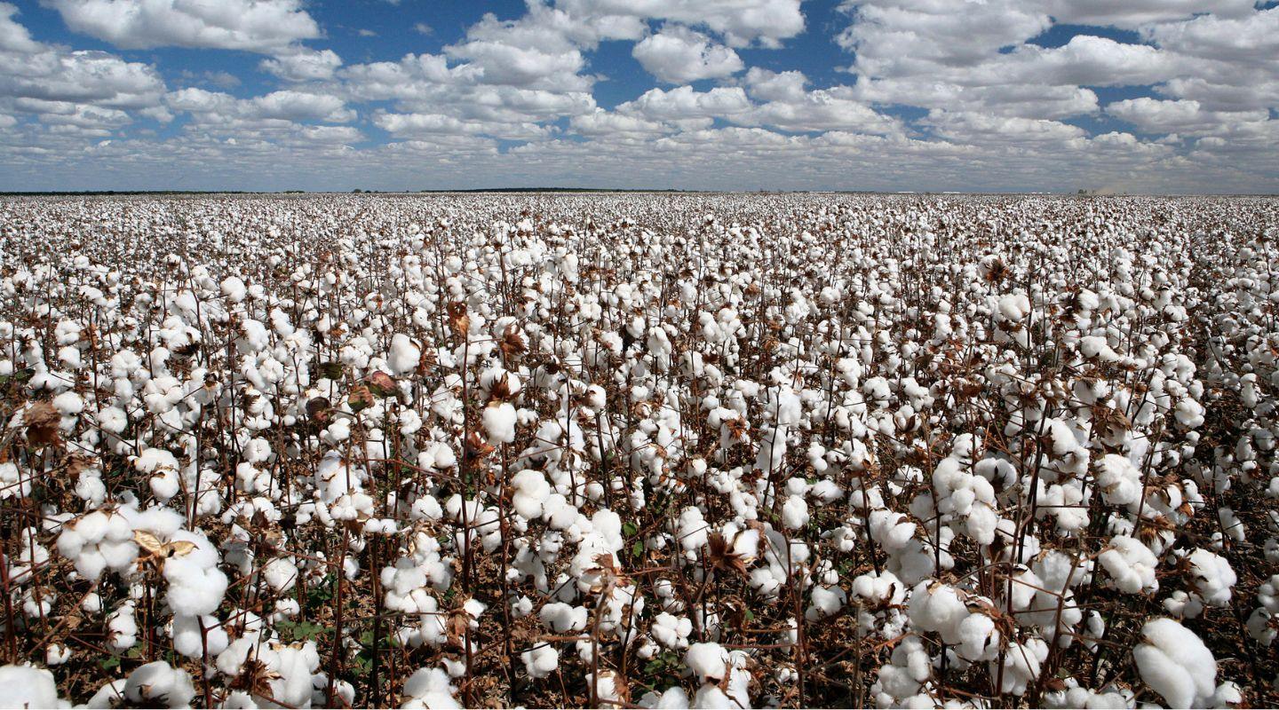 Organic Cotton vs. Conventional Cotton: What's Actually Different