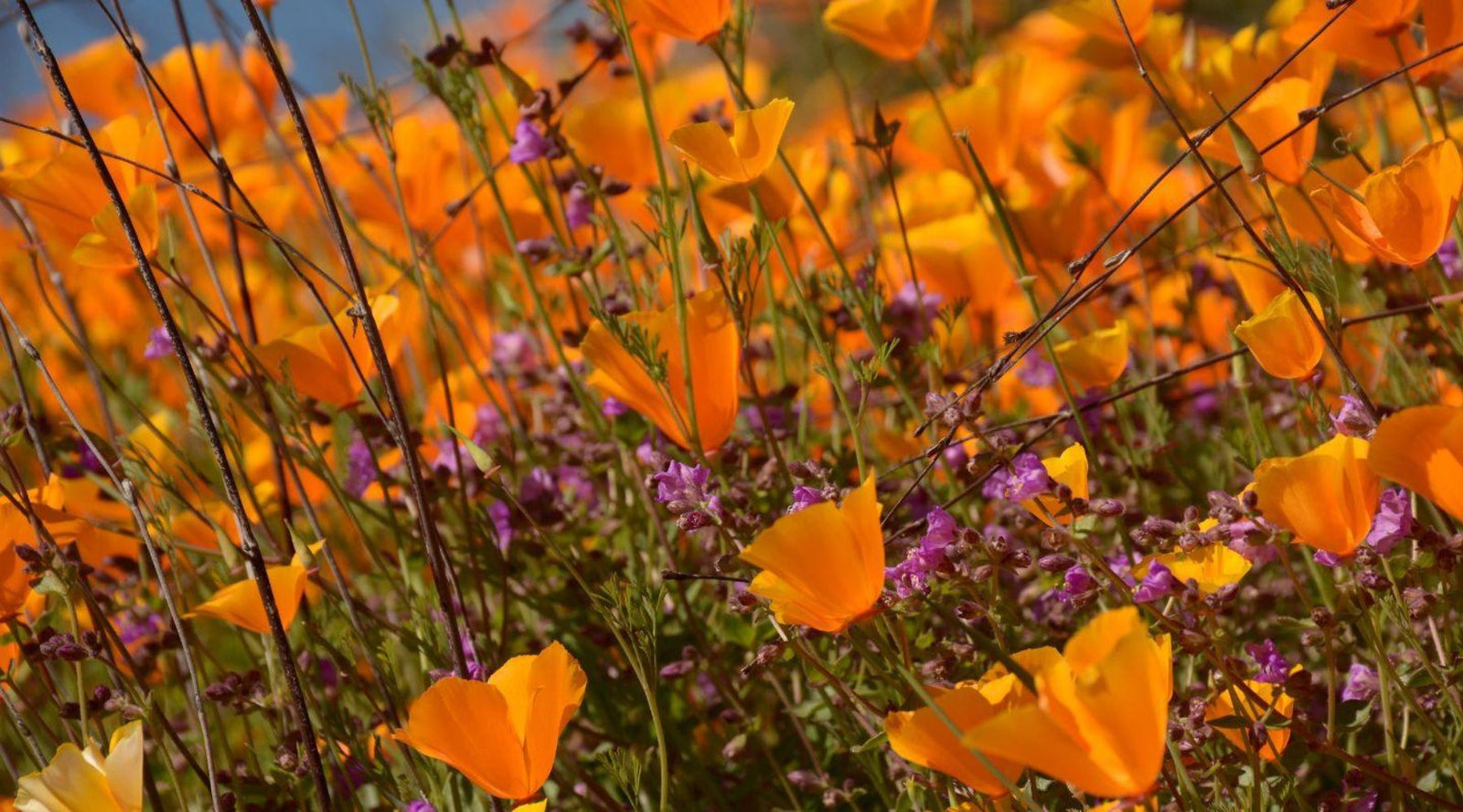 Field of vibrant orange poppies and purple wildflowers under sunlight, nature at Jackalo